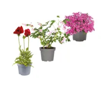 Blühende Frühlingsstauden