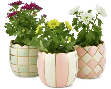 Blühpflanze Ostern mini