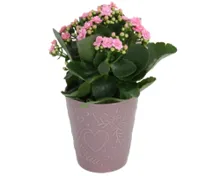 Blühpflanze Valentin