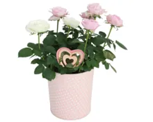 Blühpflanze Valentin