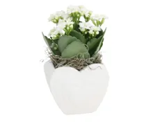 Blühpflanze Valentin