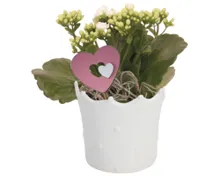 Blühpflanze Valentin