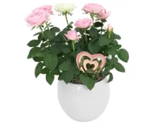 Blühpflanze Valentin