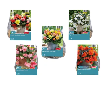 Blumenzwiebeln «Begonien»