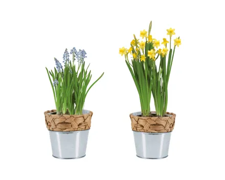 Blumenzwiebeln im Wassergrastopf