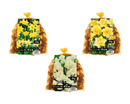 Blumenzwiebeln «Narzissen»