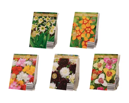 Blumenzwiebeln «Premium»