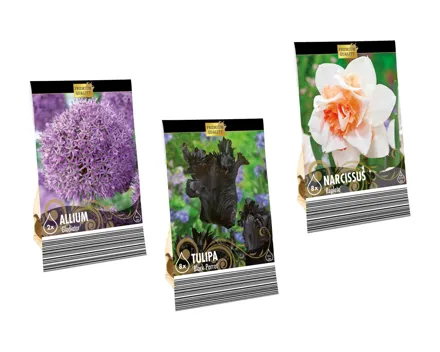 Blumenzwiebeln «Premium»