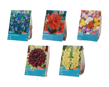 Blumenzwiebeln «Standard»