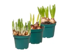 Blumenzwiebelpflanze T12