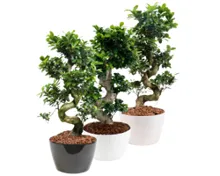 Bonsai Ficus microcarpa