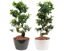 Bonsai Ficus microcarpa