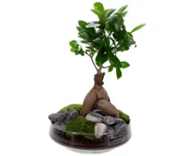 Bonsai im Glas