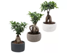 Bonsai in Schale