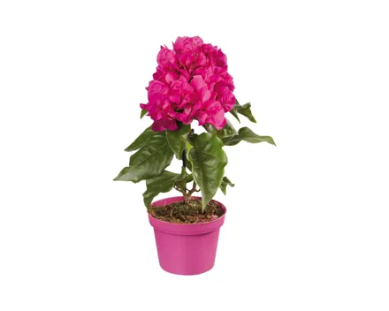 Bougainvillea Midi