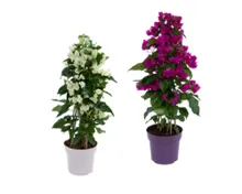Bougainvillea Pyramide