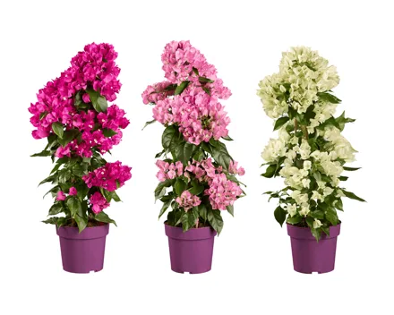 Bougainvillea Pyramide