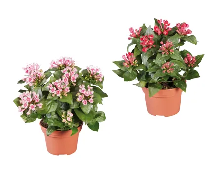 Bouvardia Bellevardia