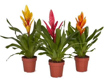 Bromelia Mix