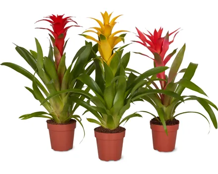 Bromelia Mix