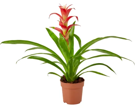 Bromelien