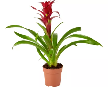 Bromelien