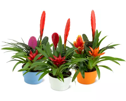 Bromelien im Keramiktopf