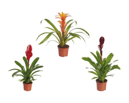 Bromelien-Mix Eco
