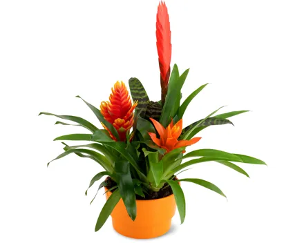 Bromelienschale
