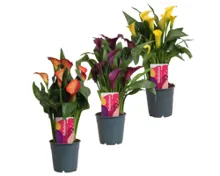 Calla