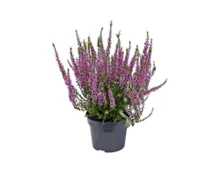 Calluna
