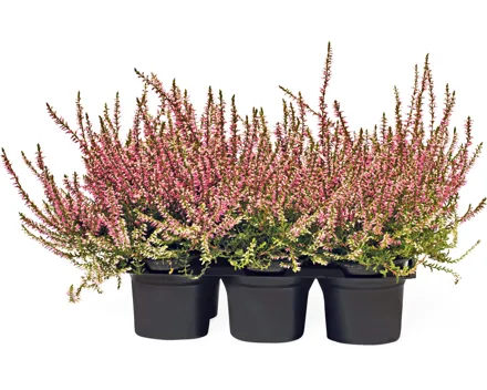 Calluna , 6er-Set