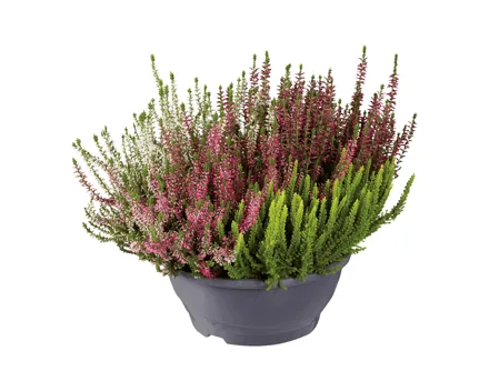 Calluna Schale Quattro