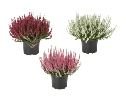 Calluna vulgaris