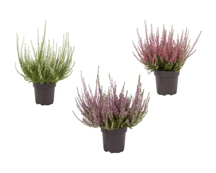 Calluna vulgaris