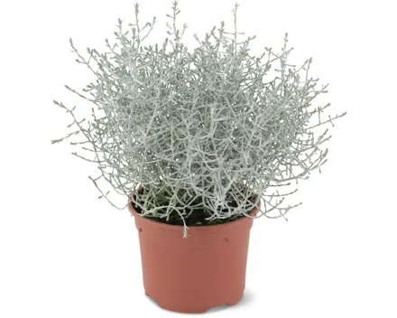 Calocephalus