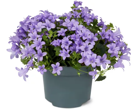 Campanula Mix