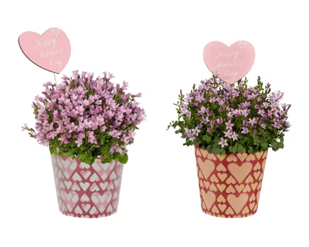 Campanula Pink im Herz-Cover