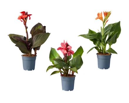 Canna Mix