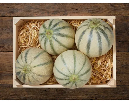 Cantaloupmelone