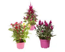 Celosia