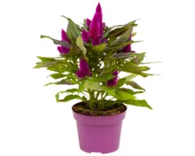 Celosia Venezuela T15