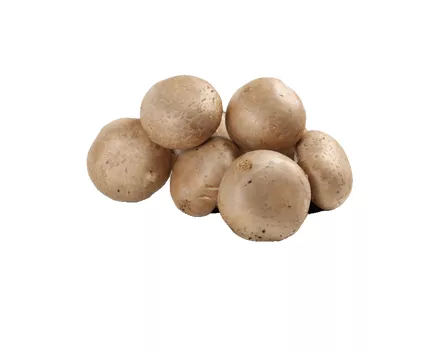 Champignons braun