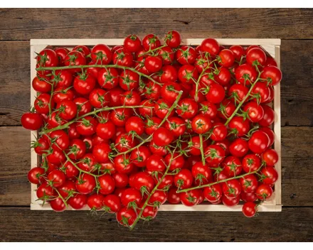 Cherrystrauchtomaten