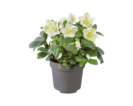Christrose «Helleborus Niger»