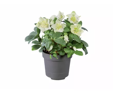 Christrose (Helleborus Niger)