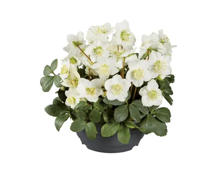 Christrose in Schale