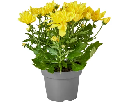 Chrysanthemen