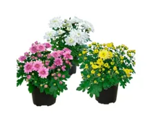 Chrysanthemen
