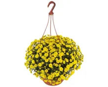 Chrysanthemen Ampel